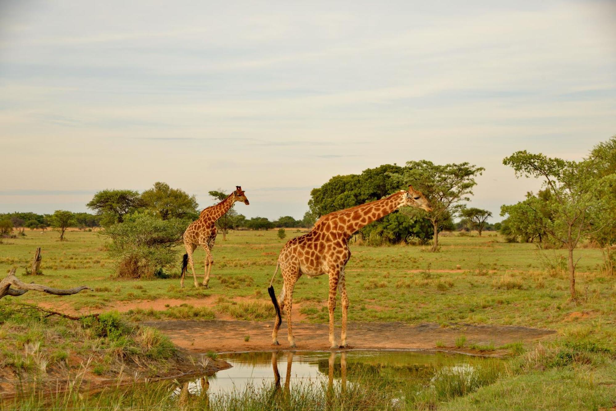 Villa Safari Plains Mabula Game Reserve Esterno foto